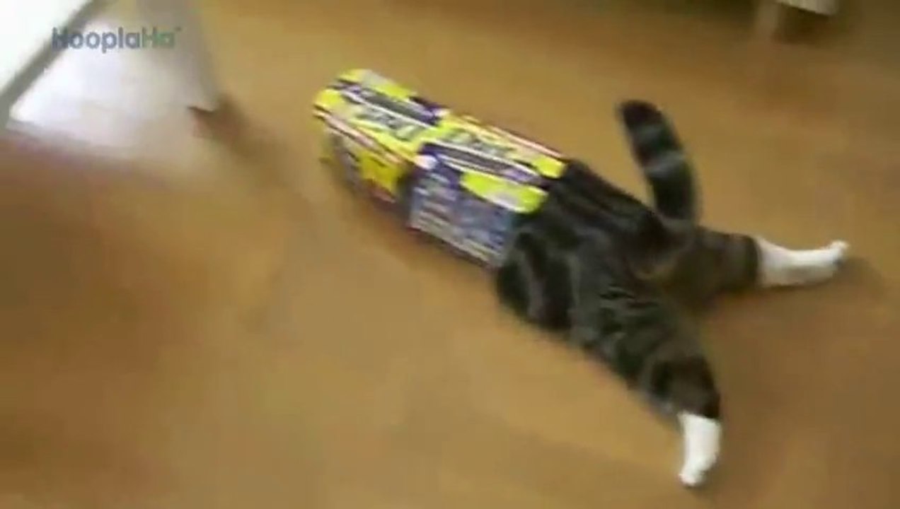 Cats and Kitten Really Love Boxes!! So Funny & Cute!!