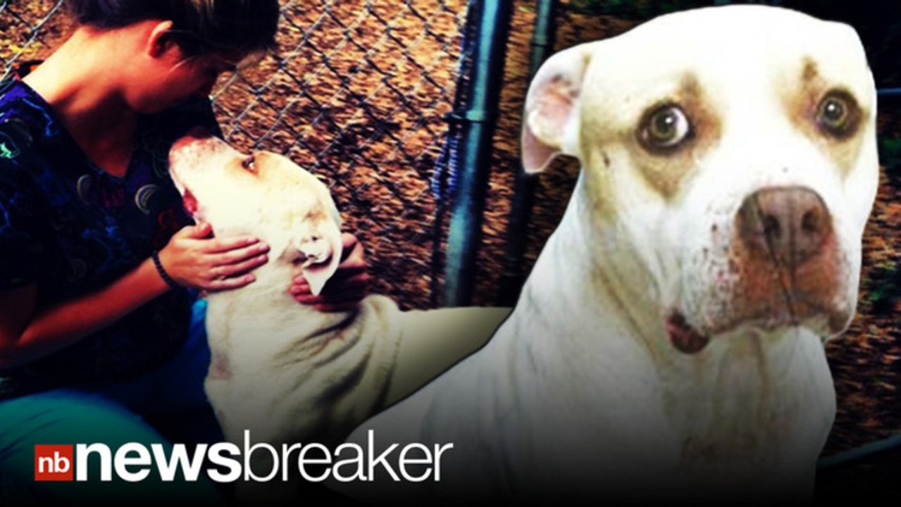 RESCUED: Pit Bull Abused, Set to Die is Saved After Craigslist Ad Goes Viral