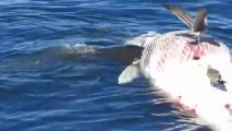 White Sharks eating dead Whale off California Coast!!