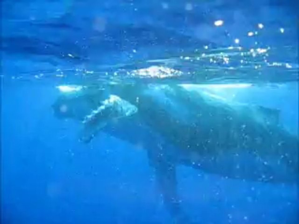 film baleine blog
