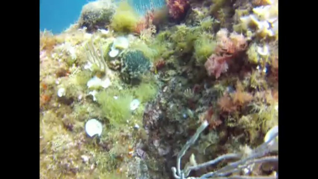 argeles 2013 . vidéo 2