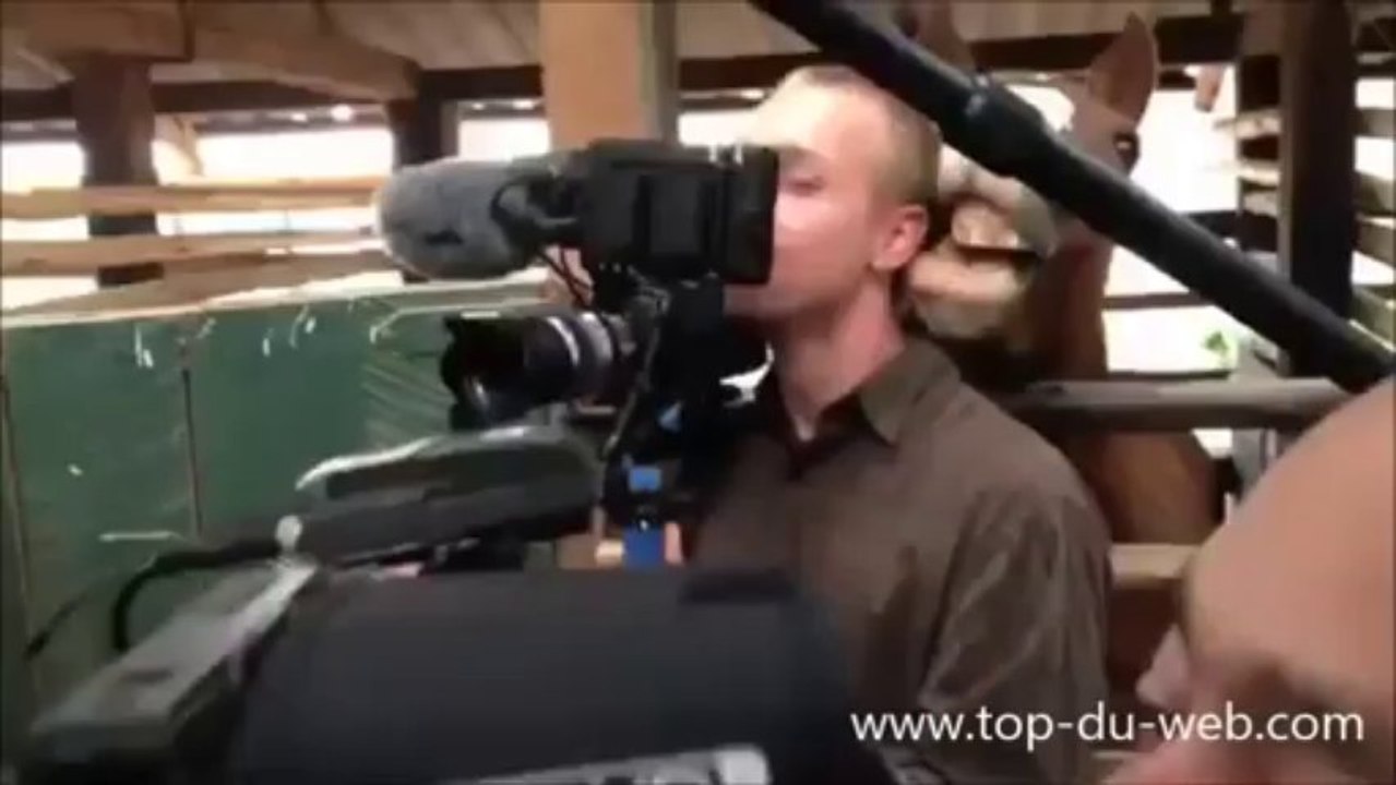 Un Caméra-man ce fait morde l'oreille par un cheval !