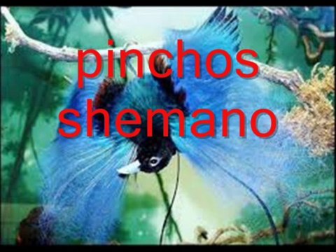 pinchos shemano