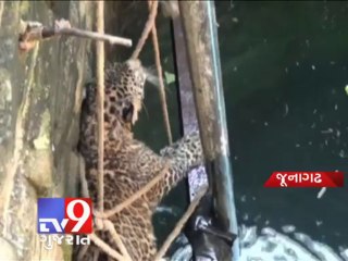 Watch Live rescue operation of Leopard - Tv9 Gujarat