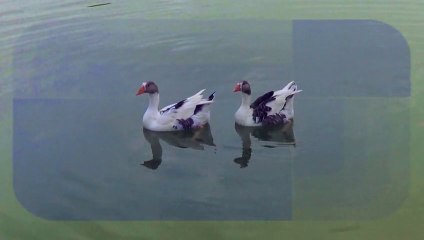 LAC AUX OISEAUX _  Parc d'attraction de Bordj Bou Arreridj