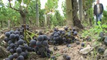 Vin: vendanges compliquées pour le millésime 2013