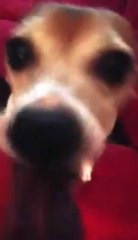 Tofu the Dog Goes Crazy For a Treat