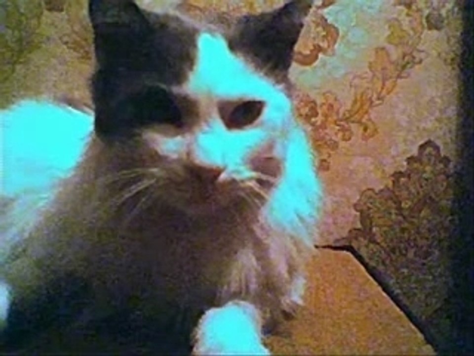 Les chats de milile
