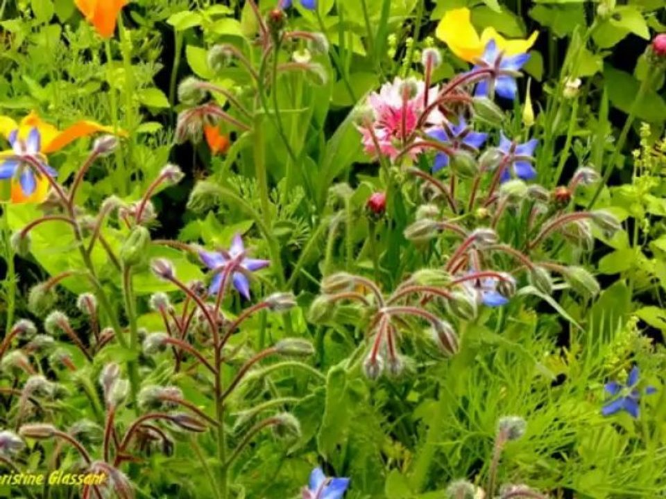 PETITE FLEUR