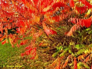 LES FEUILLES MORTES