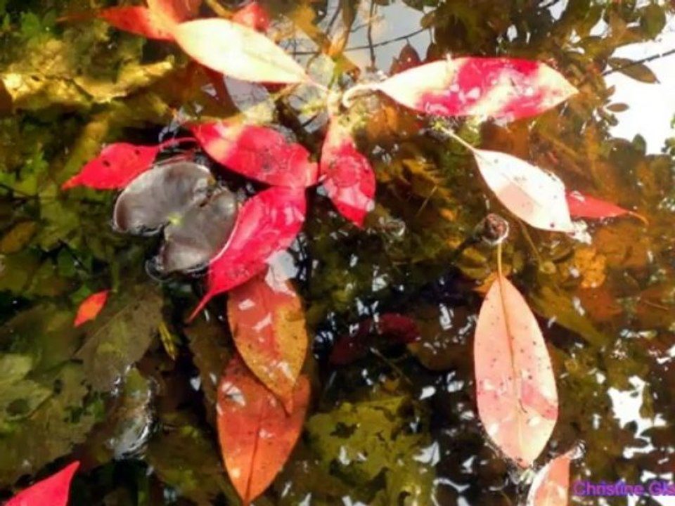 REFLETS DANS L'EAU