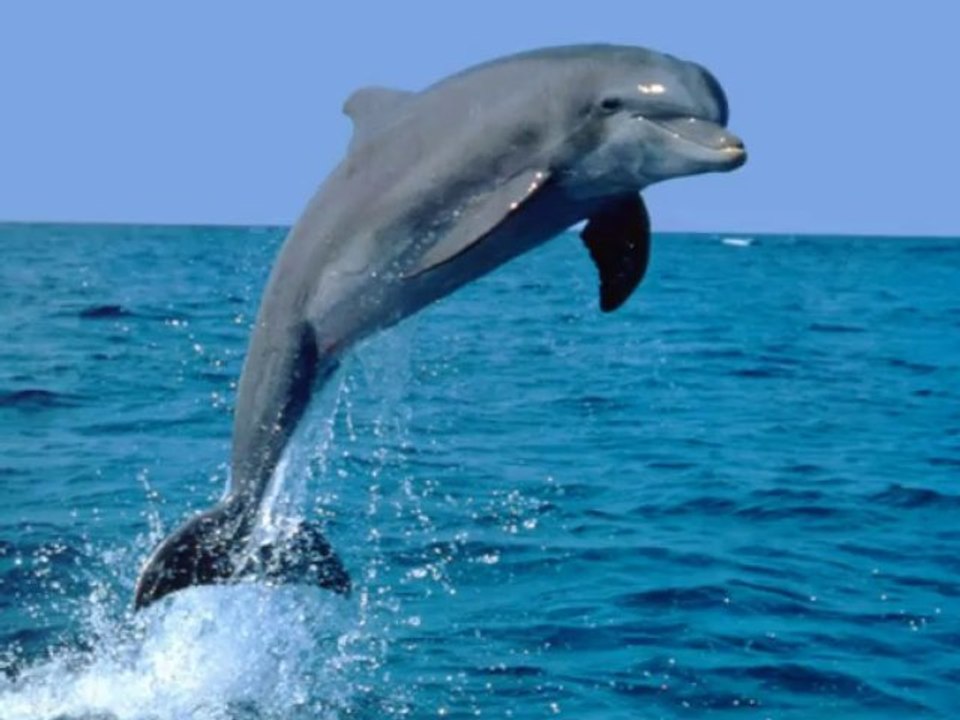 Dauphins "Le grand bleu"