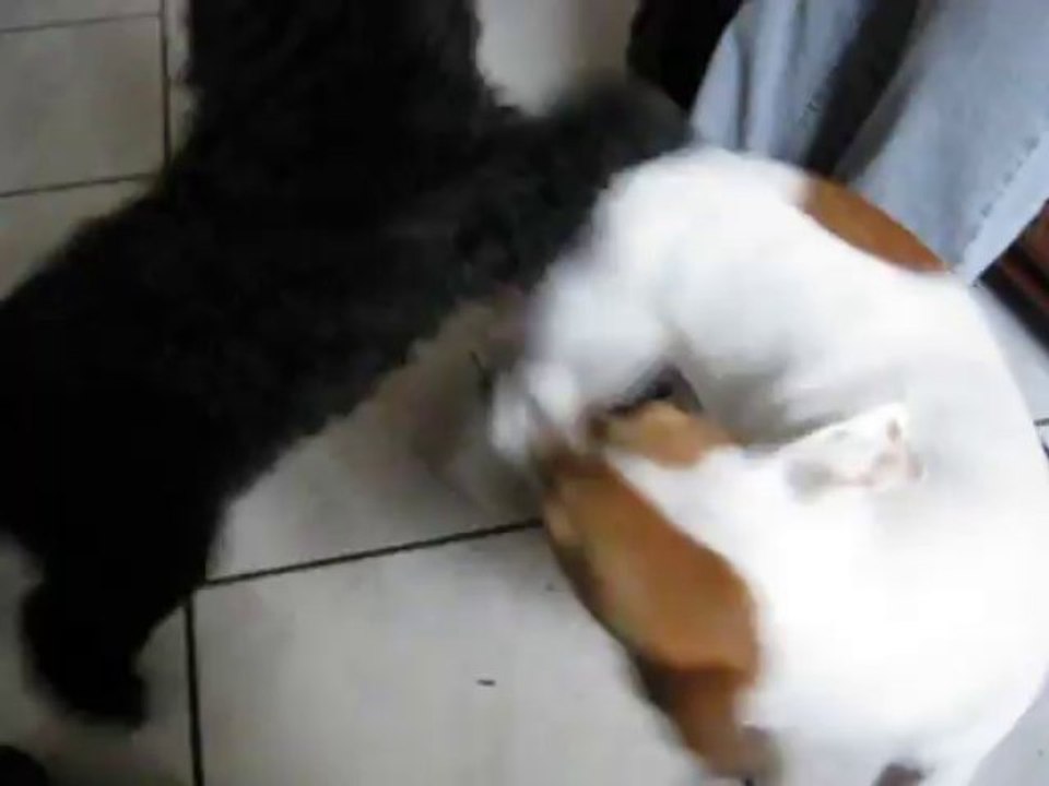 Icare et fanzy