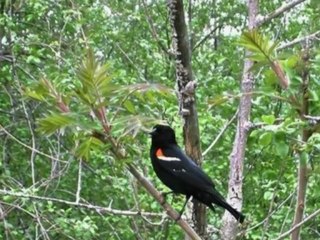 Brigitte Hallet alias Jesebel " Ecoutez l'oiseau "