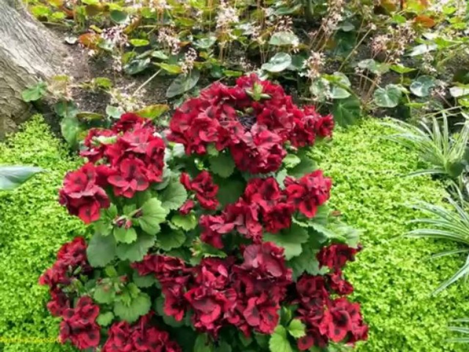 Serres Royales de Laeken (Belgique)