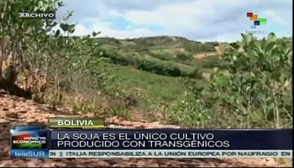 Bolivia rechaza los cultivos de semillas transgénicos