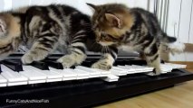 Petits chatons musiciens en mode Aristochats !! Walt Disney & Piano