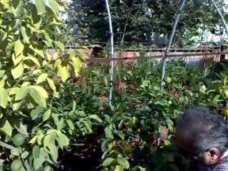 TERASTA LİMON BAHÇEMIZ SAMSUN LİMON HASADIMIZ (2)