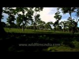 A glimpse of the famous Assam Tea Gardens: Enroute Ziro