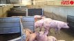 1 800 cochons bloqués dans l'usine - Abattoir Gad : 1 800 cochons bloqués