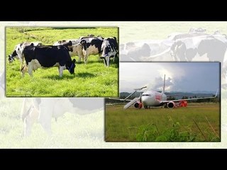 Plane hits cow during landing at airport in Indonesia