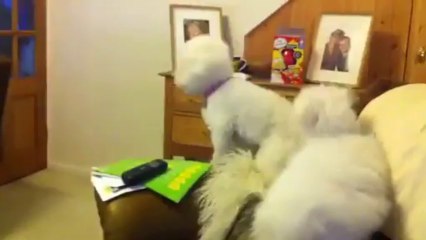 Bichon frise being naughty