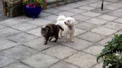 Cat Rubbing Under Bichon Frise - Cute