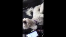 Bichon Frise Puppy & Dog Barking at each other Crazy for over 5 minutes