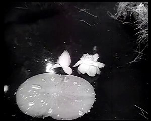 Kandakannavum - AMBIGAPATHY (1957)