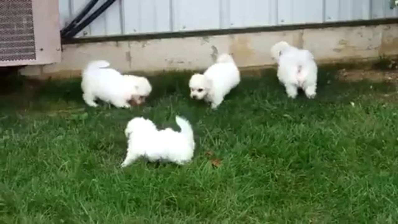 Bichon Frise Puppies For Sale