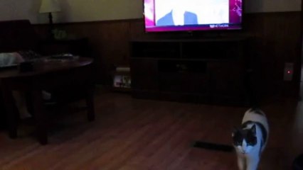 Paws, the Young Turks, and a Little Track Ball