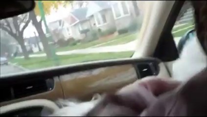 Niqqi, the Bichon Frise, Talks and Says "Grandma!"