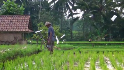 Les rizières d'Ubud