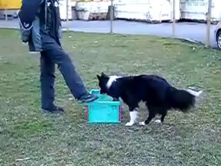 Clickertraining - Shaping