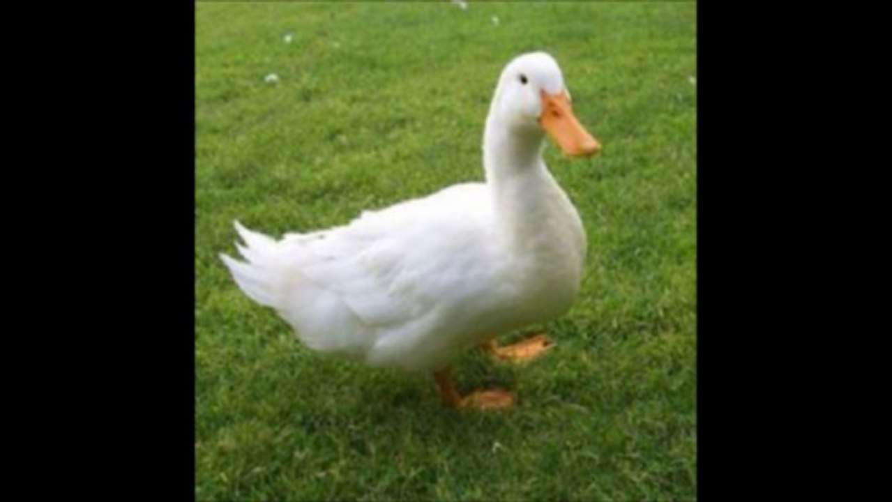 el viola patos