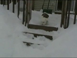 Mulligan the Bichon Frise Snow Blitz