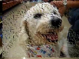 ADOPTED!!!  PePe, a Bichon Frise Looking for a Forever Home