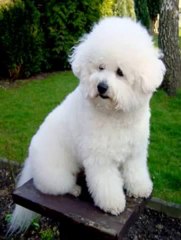 black bichon frise pictures