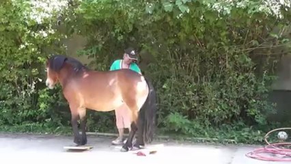 Lele und das Clickertraining - die Miniwippen II