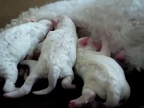 Poppy's Puppies - Amazing Bichon Frise Birth - First Born - mybichon.co.uk