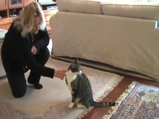 Clickertraining Chico Jerry 2010/01 Rolle Katzen