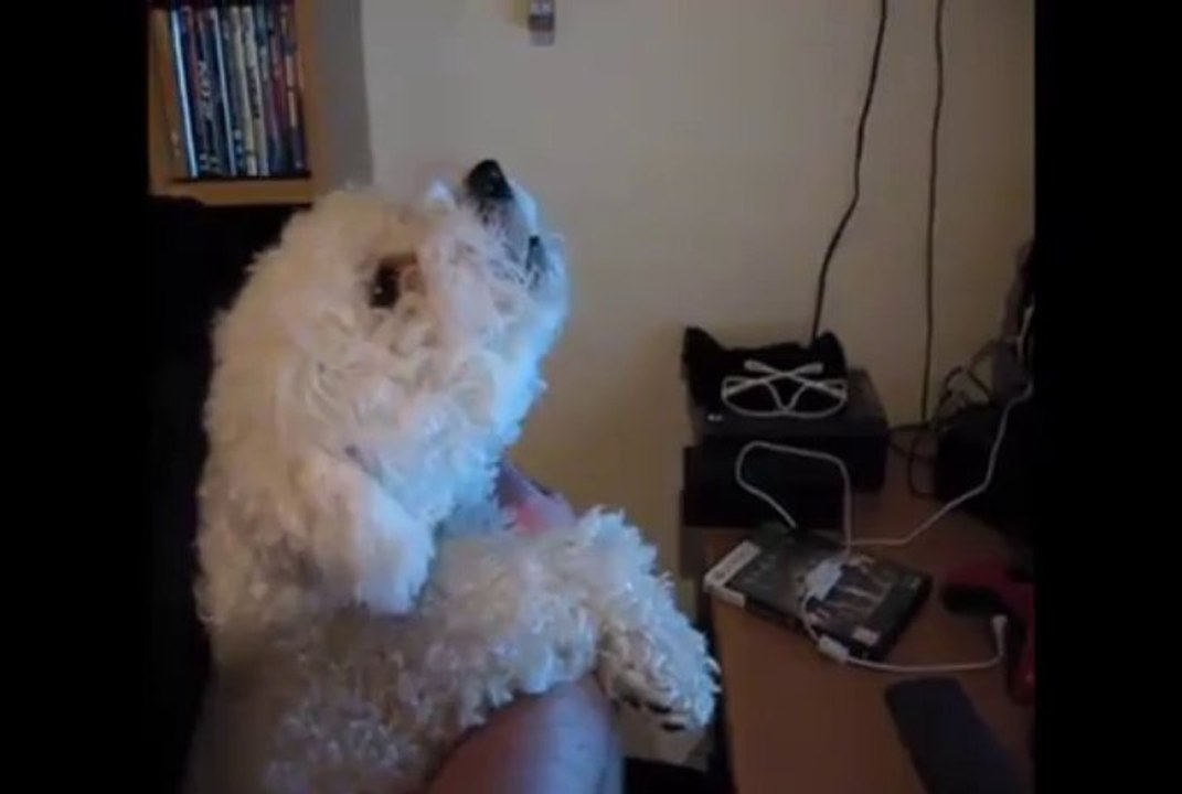Bichon Frise funny noise