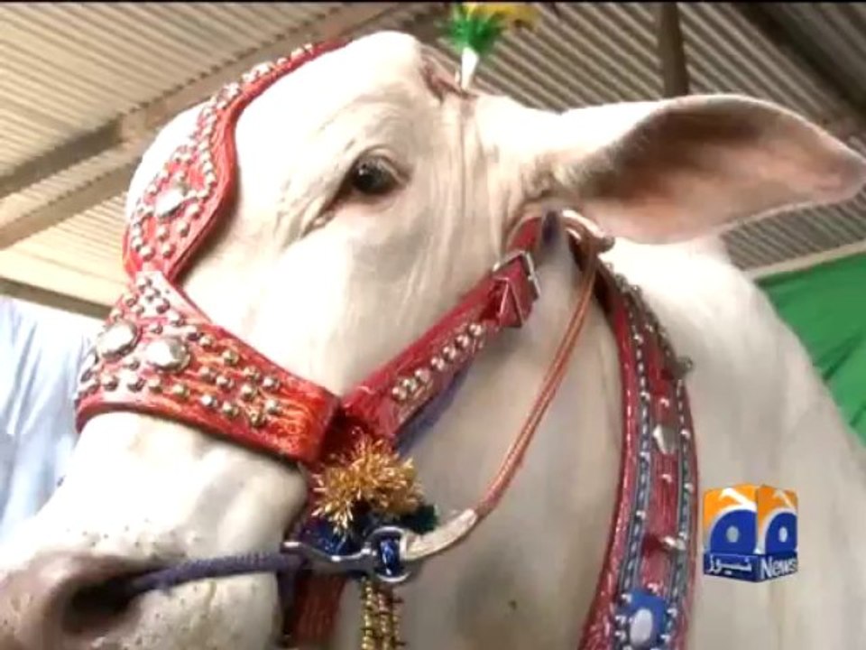 Cattle Market Opens-06 Oct 2013