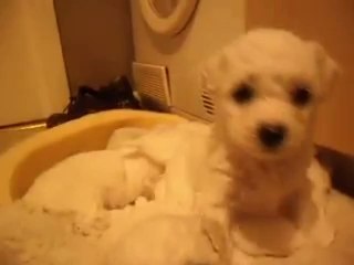 bichon frise puppies cute