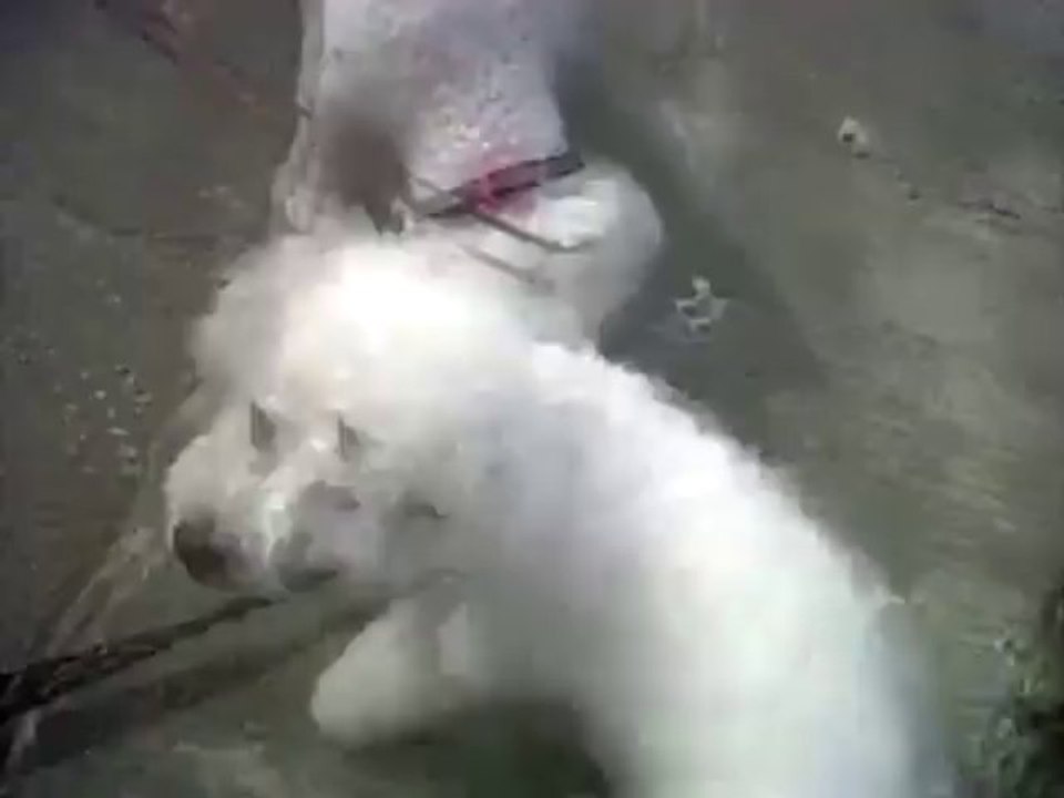 Bichon Frise Vs Crab