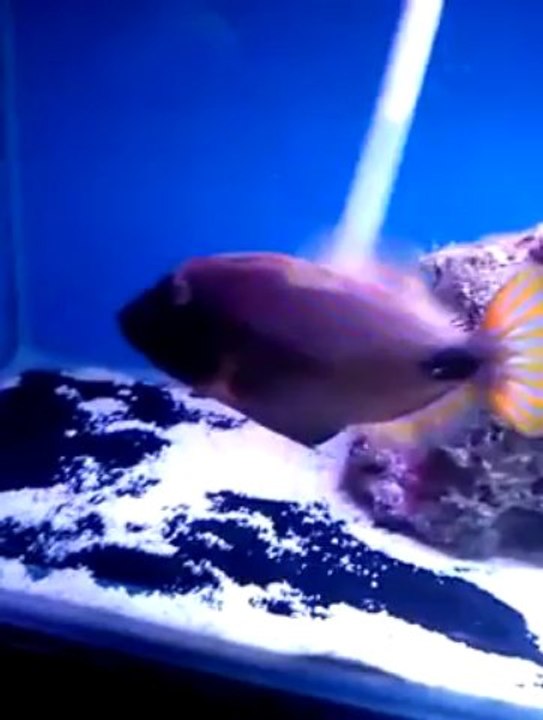 Triggerfish Loves His Belly Rubs