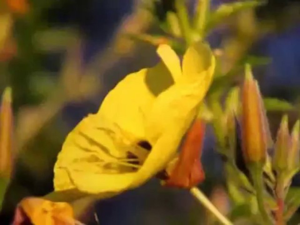 Onagre au clair de lune.