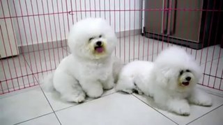 Dogs - Bichon Frise smiling at Angry Birds in Malaysia