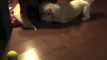 Bichon Frise Dog Playing with Tennis Ball and having lots of Fun