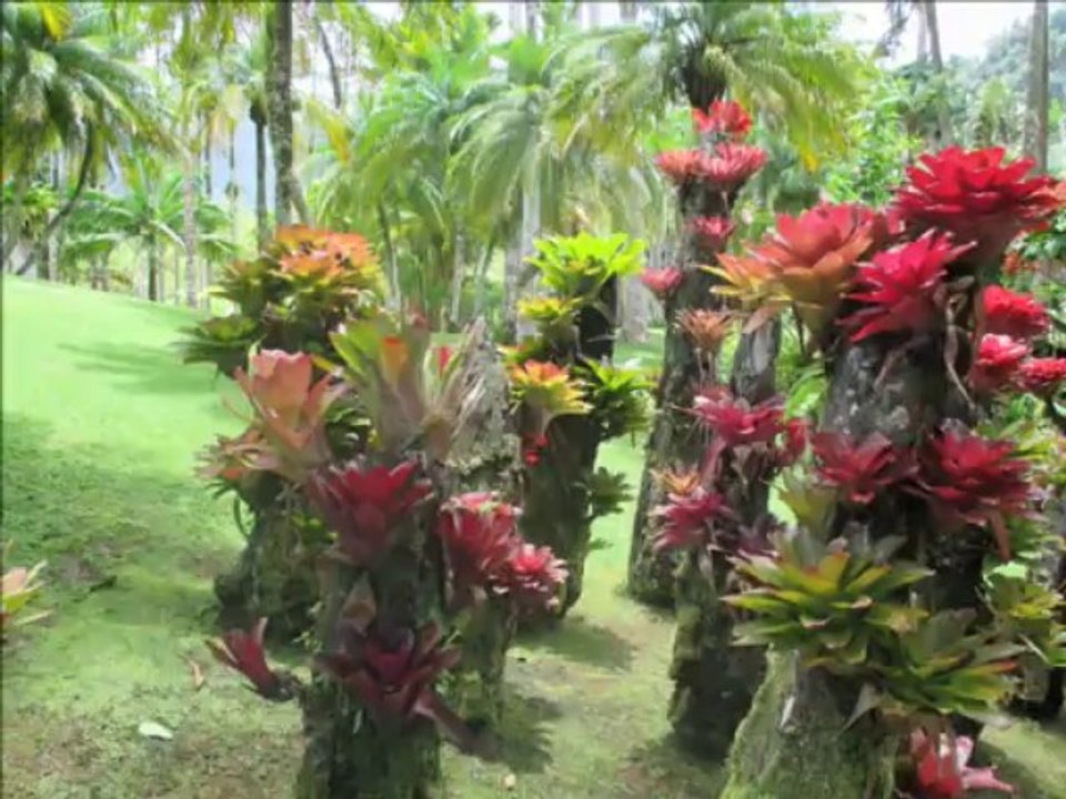 Le jardin de Balata en Martinique